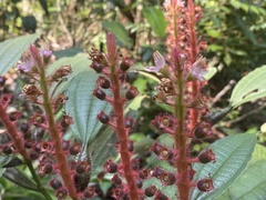 Miconia bullifera