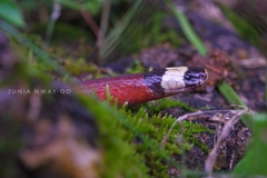 Sinomicrurus macclellandi