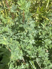 Dasiphora fruticosa