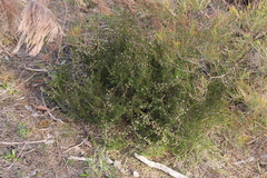 Cryptandra tomentosa