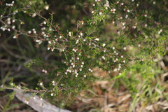 Cryptandra tomentosa