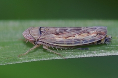 Psammotettix alienus
