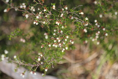 Cryptandra tomentosa