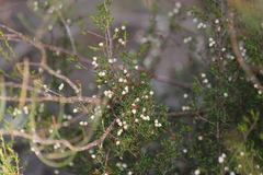 Cryptandra tomentosa