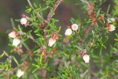 Cryptandra tomentosa