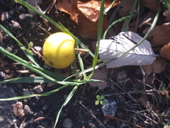 Malus sylvestris
