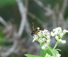 Hoplitimyia mutabilis