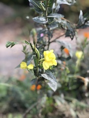 Oenothera parviflora