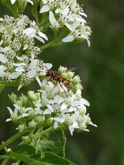 Euodynerus pratensis