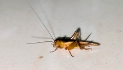 Anaxipha exigua
