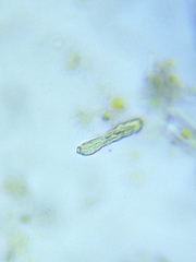 Gastrotricha