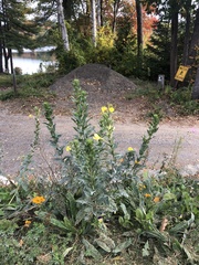 Oenothera parviflora