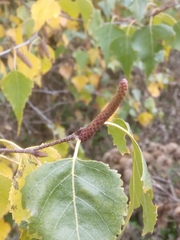 Betula pendula