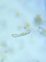 Gastrotricha
