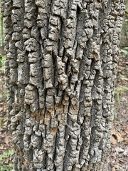 Fraxinus biltmoreana