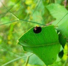 Chrysolina bankii