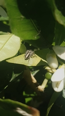 Megafreya sutrix