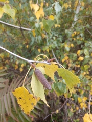 Betula pendula