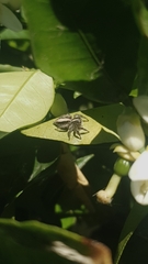 Megafreya sutrix