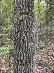 Fraxinus biltmoreana