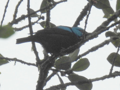 Dacnis venusta