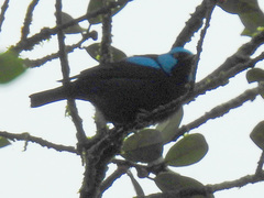Dacnis venusta