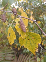 Betula pendula
