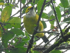 Tangara icterocephala