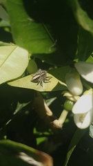 Megafreya sutrix