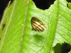 Satyrinae