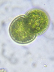 Cosmarium subcucumis