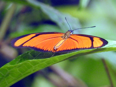 Eueides aliphera