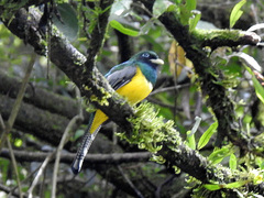 Trogon rufus