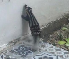 Spilogale angustifrons