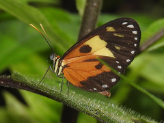 Heliconiinae