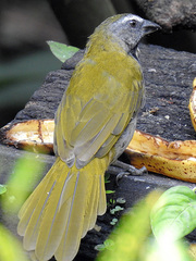 Saltator maximus