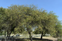 Prosopis nigra