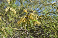 Prosopis nigra