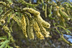 Prosopis nigra