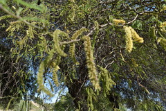 Prosopis nigra