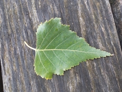 Betula pendula