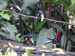 Pteroglossus torquatus