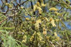 Prosopis nigra