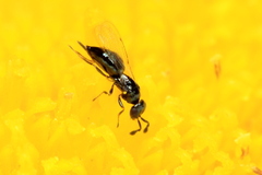 Macroglenes