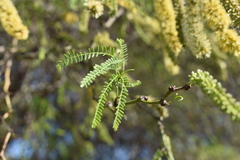 Prosopis nigra