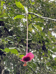 Palicourea correae