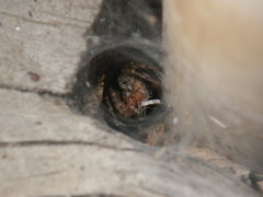 Agelenidae