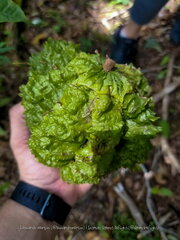 Carpotroche brasiliensis