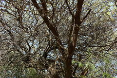Prosopis nigra
