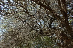 Prosopis nigra